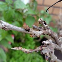 カシワバアジサイ,チューリップ,フジ,フジの画像