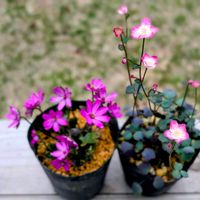 雪割草,バイカカラマツ,山野草の画像