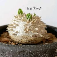 恵比寿笑い,パキポディウム ブレビカウレ,多肉植物,観葉植物,塊根植物の画像
