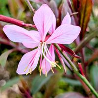 ガウラ,花のある暮らし,ありがとう❤️,春だね,花に魅せられての画像