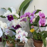 カトレア,胡蝶蘭,ミニカトレア,洋ランの画像