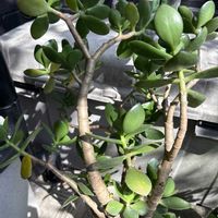 金のなる木の画像