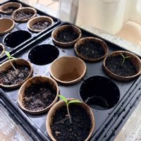 トマト,ピーマン,種から,夏野菜,家庭菜園の画像