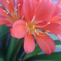 豆苗,くんしらん (君子蘭),お花,ベランダの画像