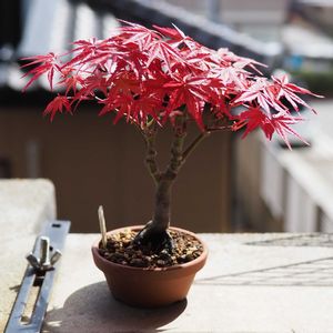 盆栽,小品盆栽,山野草,バルコニー/ベランダの画像