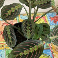 カラテア マコヤナの画像