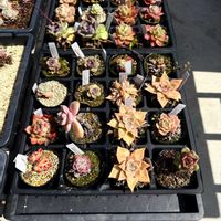 多肉植物,葉挿し,エケベリア属,放置苗の画像