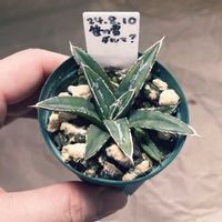 アガベ　笹の雪の画像