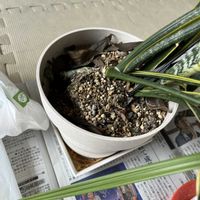 サンスベリア,デーツ,なんてこった,家庭菜園の画像