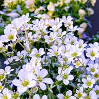 雲間草,可愛いね♡,ベランダの画像