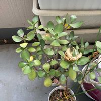 金のなる木の画像