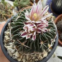 サボテン,縮玉,お花,トゲトゲの画像