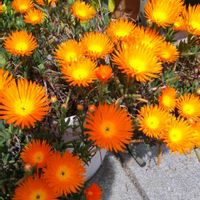 ペチュニア,マツバギク,金のなる木,照波（三時草）,GSアダルトチームの画像