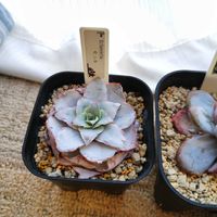 銀月,エケベリア,月兎耳,ラウィ,カンテの画像