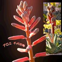 ダイモンジソウ,アロエ　千代田錦,トキワイカリソウ,アザリア,マイガーデンの画像