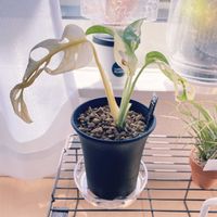 マドカズラ,マドカズラ　斑入り,観葉植物,おうち園芸の画像