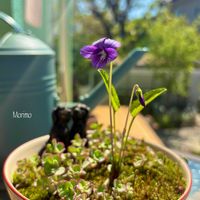 ミント,タチツボスミレ,タチツボスミレ,タチツボスミレ,タチツボスミレの画像