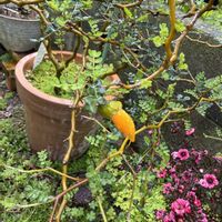 ソフォラ　リトルベイビー,ソフォラ・リトルベイビーの花,花のある暮らし,みどりのある暮らし,おうち園芸の画像