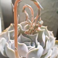 七福神,シャビアナ,だるま秀麗,リラシナ,ブラックスワンの画像