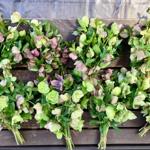 クリスマスローズ,ドライフラワー,花のある暮らし,iPhone撮影,お花に癒されての画像