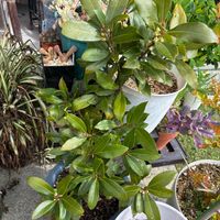 月桂樹,ガステリアの画像