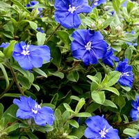 アメリカンブルー,小さな花,挿し芽,ブルーの花,多年草の画像