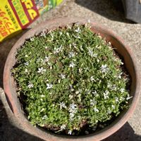 プラティアの画像