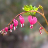 シャクヤク,タイツリソウ,ツツジ,芍薬,ミツバツツジの画像