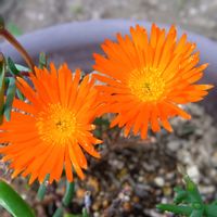 フリージア,マツバギク,ラナンキュラス,オオキバナカタバミ,摘み菜の画像