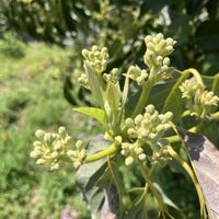 アボカド,アボカドの花,熱帯果樹の画像