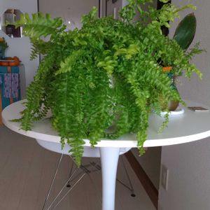 観葉植物,植え替え,シダ植物,可愛い,花のある暮らしの画像