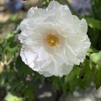 オモダカ,牡丹,モミジの花,ガーデニング,庭の画像