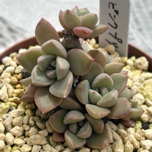 ピンクプリティ,サブセシリス,ブラッククィーン,ナナシちゃん,コウシンの画像