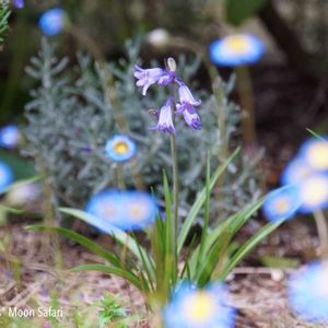 ハーブ,ガーデニング,無農薬,グラス女子(*ˊᵕˋ*)੭ ੈ,小さな庭の画像