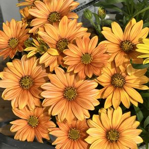 ガーデニング,ウッドデッキ,お迎え多肉,多肉箱,オステオスペオマムの画像