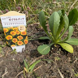 雑草,日記,こぼれ種,自己流,無農薬の画像