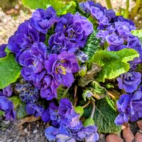 タツナミソウ,パイナップル,西洋コマクサ,プリムラべラリーナの画像