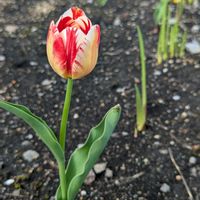 キキョウ,グラジオラス,チューリップ,ネモフィラ,ビオラの画像