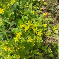 キツネノボタンの画像