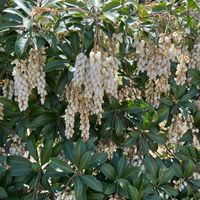 ピラカンサの画像