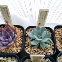 エケベリア,ルンヨニー,白雪ミセバヤ,ネオンブレーカーズ,ハルビンゲリの画像