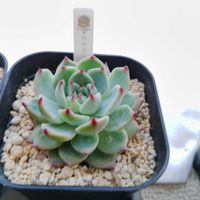 エケベリア,チワワエンシス,錦晃星,ブラックナイト,ミルクの画像