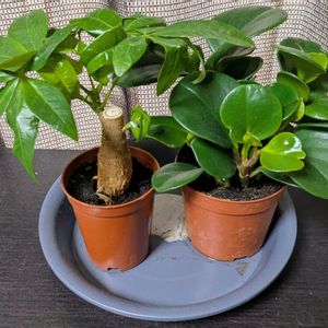 部屋,デスク,リビング・ダイニング,その他部屋の画像