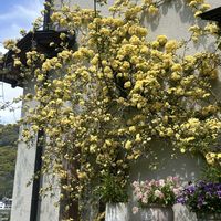 チューリップ,モッコウバラ,キングフィッシャー デージー,お庭,ウサギの画像