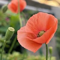 ポピーの画像