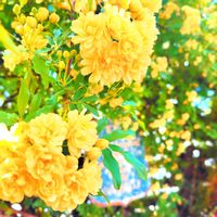 モッコウバラ,ナチュラルガーデン,手作りの庭,花のある暮らし,季節を楽しむの画像