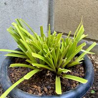 カレックス,カレックス オシメンシス ' エヴァリロ 'の画像