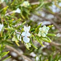 ローズマリー,ほしつながり,たいせつななかま♡,ＧＳは笑顔で⭐️,しゃまとにぃじの小さな庭の画像
