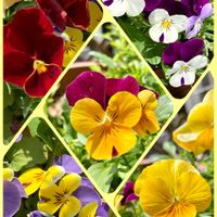 イチゴ,ニラ,ビオラ,ネギ,イチジクの画像