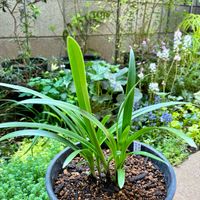 アガパンサス,アフリカンクィーンの画像